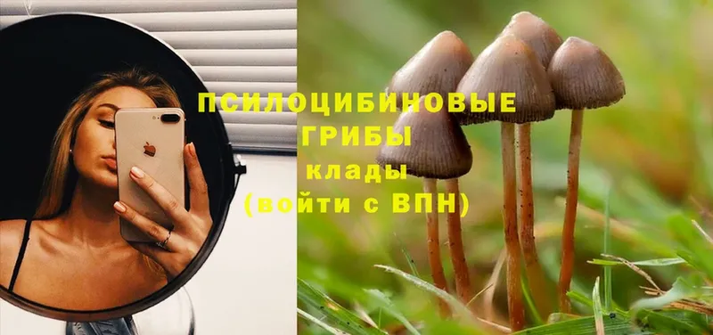 мега как войти  Петровск-Забайкальский  Галлюциногенные грибы Cubensis 